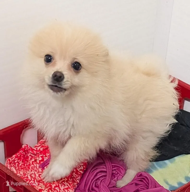 Sunny – Pomeranian puppy for sale in Bolivar, MO