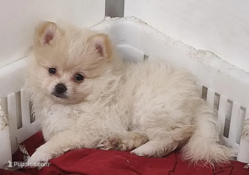 Sunny – Pomeranian puppy for sale in Bolivar, MO
