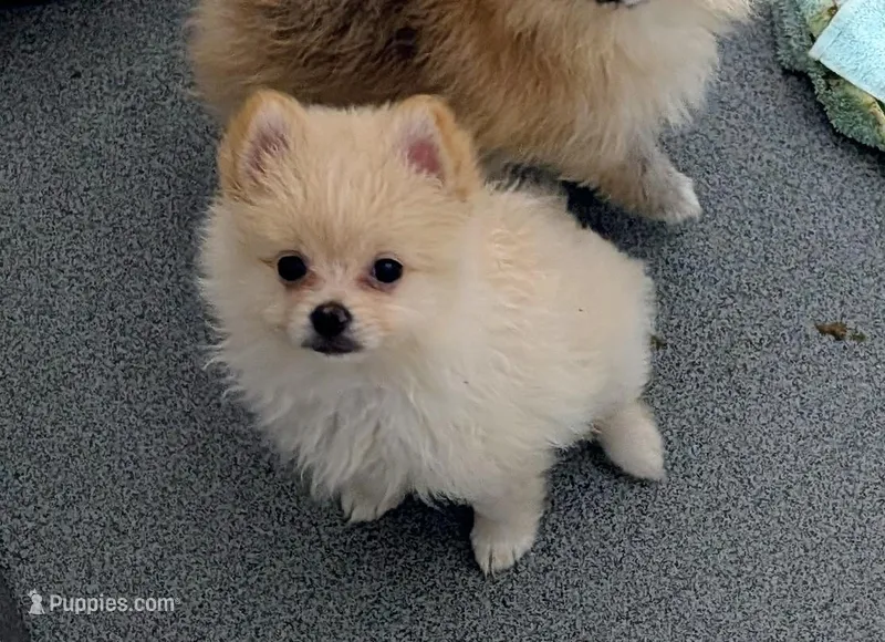 Sunny – Pomeranian puppy for sale in Bolivar, MO