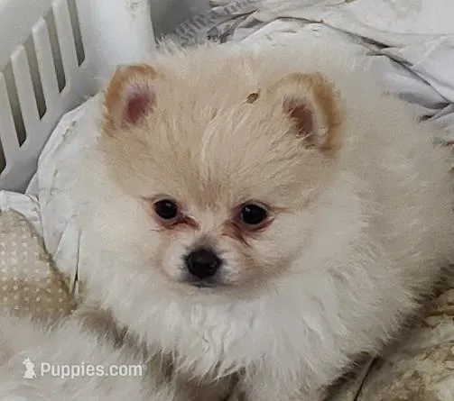 Sunny – Pomeranian puppy for sale in Bolivar, MO