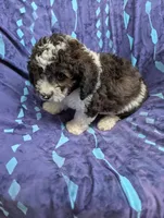 Chevy , a male Poodle - Miniature  and Miniature Aussiedoodle for sale in Bolivar, MO – 7 of 10