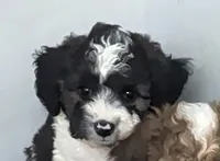 Cindy , a female Poodle - Miniature  and Miniature Aussiedoodle for sale in Bolivar, MO – 2 of 4