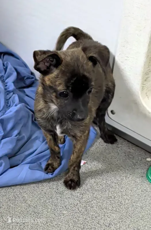 Rodney  – Chihuahua, Pomchi puppy for sale in Bolivar, MO