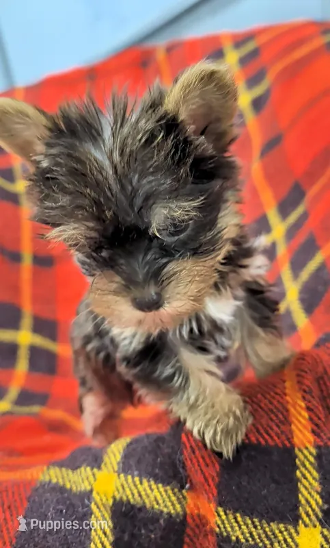 Rainbow  – Yorkshire Terrier puppy for sale in Bolivar, MO