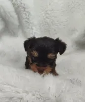 Rainbow , a female Yorkshire Terrier for sale in Bolivar, MO – Photo 3 of 3