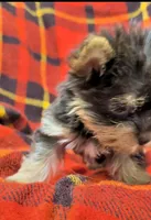 Rainbow , a female Yorkshire Terrier for sale in Bolivar, MO – 5 of 10
