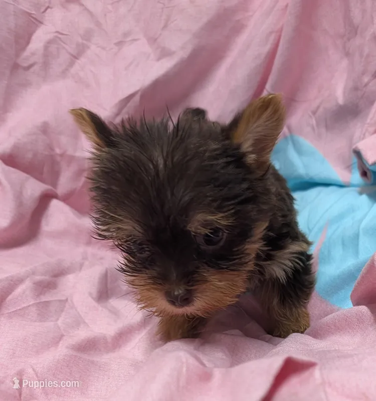 Rainbow  – Yorkshire Terrier puppy for sale in Bolivar, MO