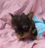 Rainbow , a female Yorkshire Terrier for sale in Bolivar, MO – 7 of 10