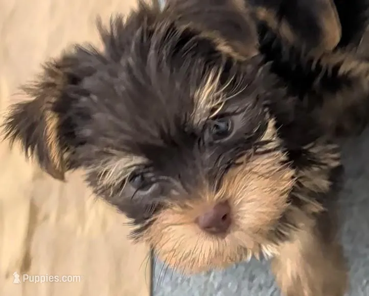 Rainbow  – Yorkshire Terrier puppy for sale in Bolivar, MO