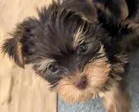 Rainbow , a female Yorkshire Terrier for sale in Bolivar, MO – 2 of 10