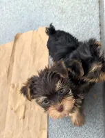 Rainbow , a female Yorkshire Terrier for sale in Bolivar, MO – 3 of 10