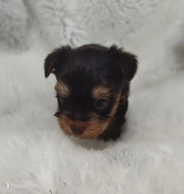 Rainbow  – Yorkshire Terrier puppy for sale in Bolivar, MO