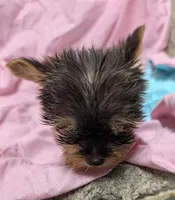 Rainbow , a female Yorkshire Terrier for sale in Bolivar, MO – 8 of 10