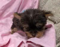 Rainbow , a female Yorkshire Terrier for sale in Bolivar, MO – 9 of 10