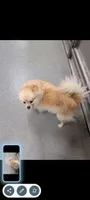 Sunny, a female Pomeranian for sale in Bolivar, MO – 3 of 3