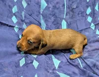 Betty Lou , a female Miniature Dachshund for sale in Bolivar, MO – 7 of 7