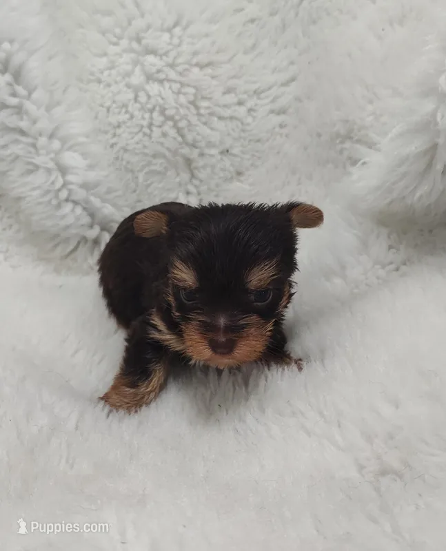 Stormie – Yorkshire Terrier puppy for sale in Bolivar, MO