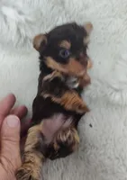 Stormie, a female Yorkshire Terrier for sale in Bolivar, MO – Photo 4 of 4