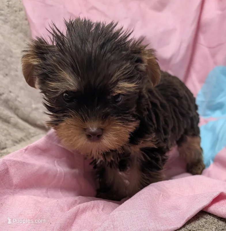 Stormie – Yorkshire Terrier puppy for sale in Bolivar, MO