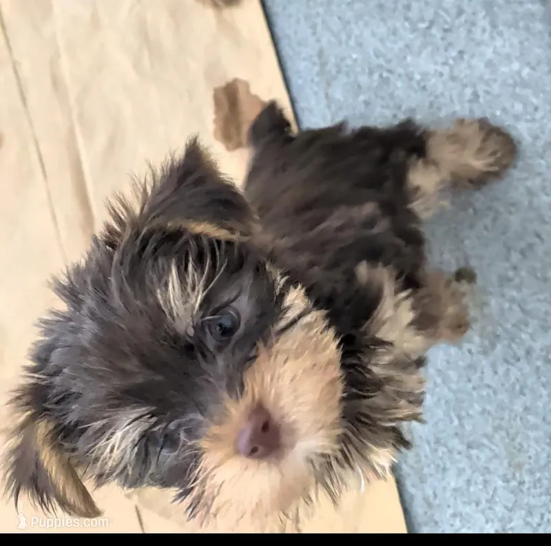 Stormie – Yorkshire Terrier puppy for sale in Bolivar, MO