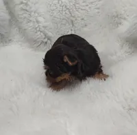 Stormie, a female Yorkshire Terrier for sale in Bolivar, MO – Photo 3 of 4