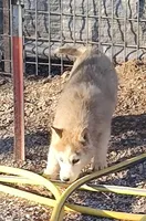 Harley , a female Siberian Husky for sale in Bolivar, MO – Photo 5 of 9