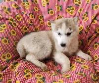 Harley , a female Siberian Husky for sale in Bolivar, MO – Photo 8 of 9
