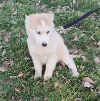 Harley , a female Siberian Husky for sale in Bolivar, MO – Photo 4 of 9