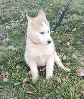 Harley , a female Siberian Husky for sale in Bolivar, MO – Photo 1 of 9