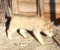 Harley , a female Siberian Husky for sale in Bolivar, MO – Photo 6 of 9