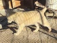 Harley , a female Siberian Husky for sale in Bolivar, MO – Photo 7 of 9