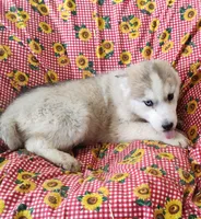 Harley , a female Siberian Husky for sale in Bolivar, MO – Photo 9 of 9