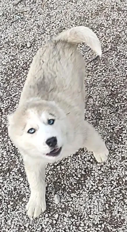 Harley  – Siberian Husky puppy for sale in Bolivar, MO