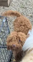 Ripple , a female Miniature Goldendoodle for sale in Bolivar, MO – 2 of 2