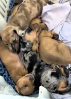 Terry, a male Miniature Dachshund for sale in Bolivar, MO – 3 of 4