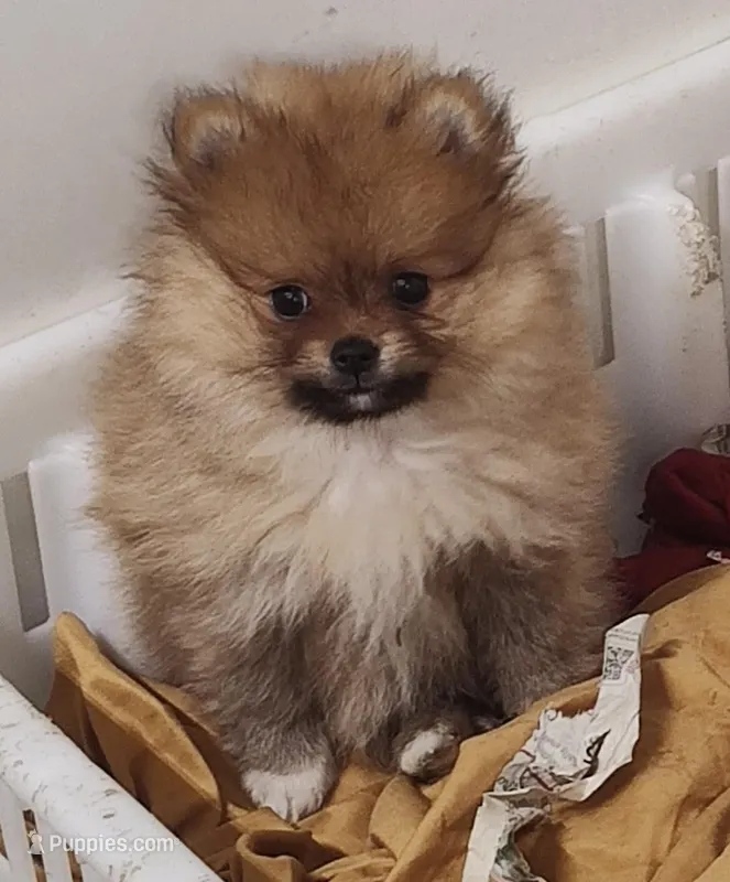 Lelo – Pomeranian puppy for sale in Bolivar, MO