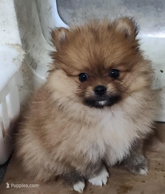 Lelo – Pomeranian puppy for sale in Bolivar, MO