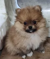 Lelo, a male Pomeranian for sale in Bolivar, MO – Photo 1 of 3