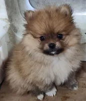 Lelo, a male Pomeranian for sale in Bolivar, MO – Photo 3 of 3