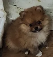 Lelo, a male Pomeranian for sale in Bolivar, MO – Photo 2 of 3