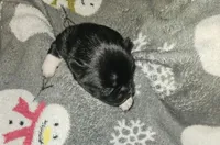 Jupiter , a male Shih Tzu for sale in Bolivar, MO – Photo 2 of 2