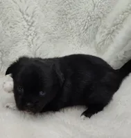 Jupiter , a male Shih Tzu and Shorkie for sale in Bolivar, MO – Photo 7 of 8