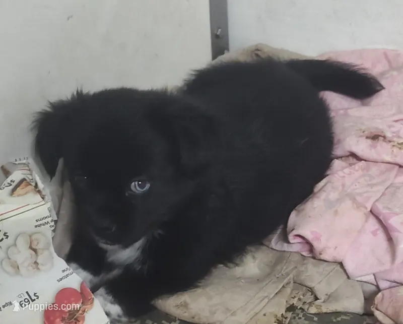 Jupiter  – Shih Tzu puppy for sale in Bolivar, MO