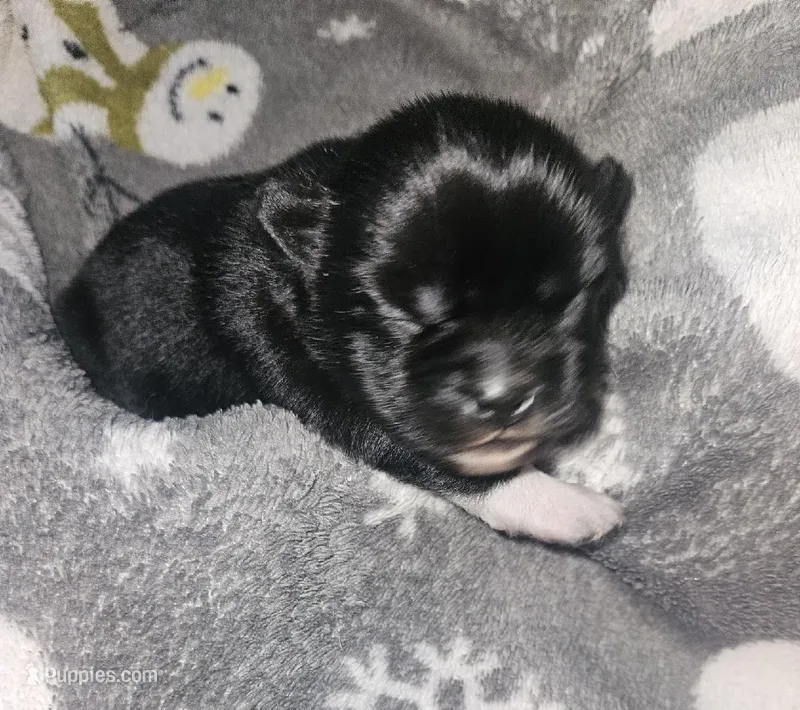 Jupiter  – Shih Tzu puppy for sale in Bolivar, MO