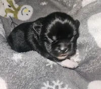 Jupiter , a male Shih Tzu for sale in Bolivar, MO – Photo 1 of 2