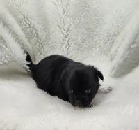 Jupiter , a male Shih Tzu and Shorkie for sale in Bolivar, MO – Photo 8 of 8