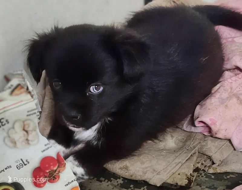 Jupiter  – Shih Tzu puppy for sale in Bolivar, MO