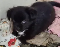 Jupiter , a male Shih Tzu and Shorkie for sale in Bolivar, MO – Photo 1 of 8