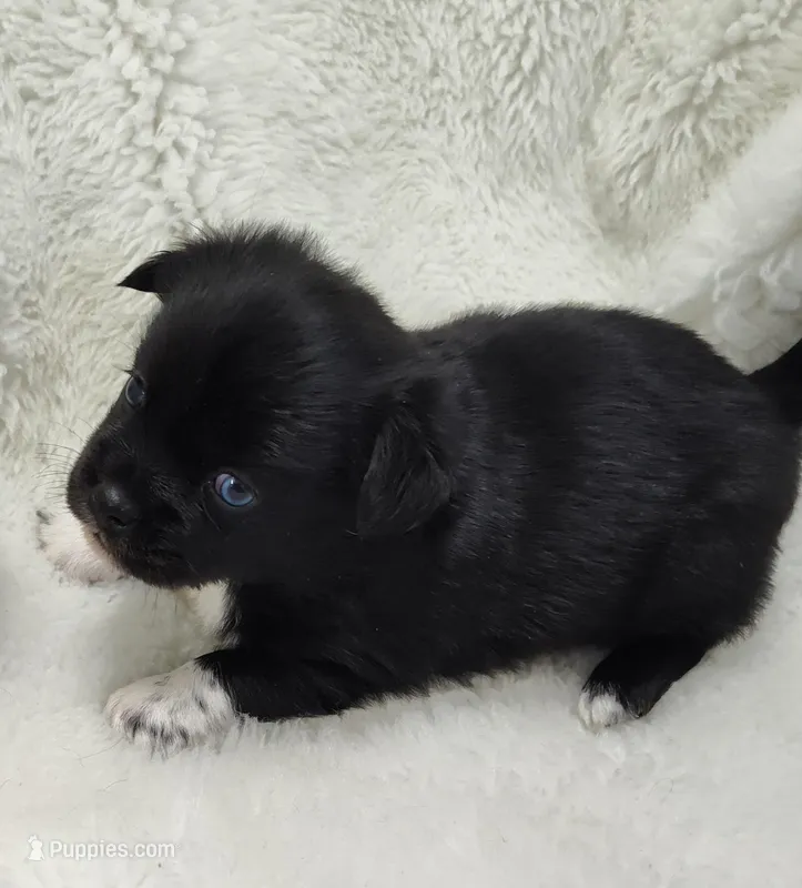 Jupiter  – Shih Tzu puppy for sale in Bolivar, MO