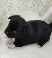 Jupiter , a male Shih Tzu and Shorkie for sale in Bolivar, MO – Photo 2 of 8